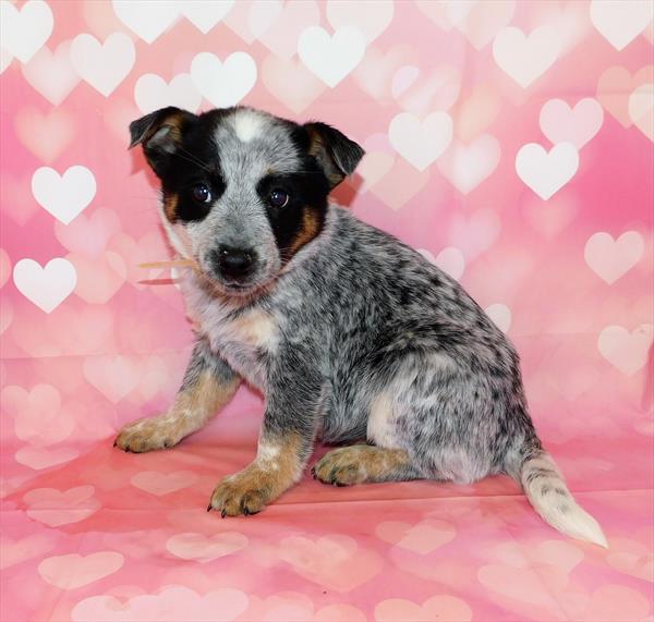 Heeler-DOG-Female-Blue Merle-6680-Petland Robinson, Pittsburgh, PA