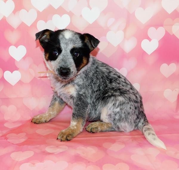 Heeler DOG Female Blue Merle 6680 Petland Robinson, PA