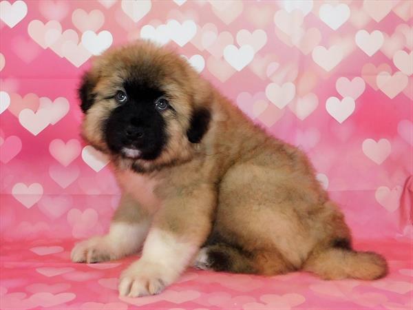 Great Pyrenees-Anatolian-DOG-Male-Fawn-6681-Petland Robinson, PA