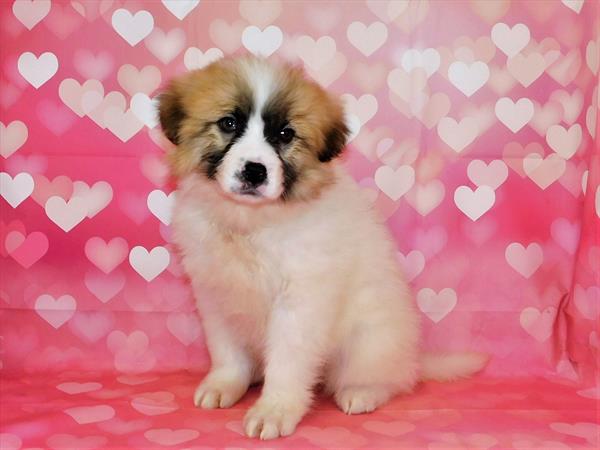 Great Pyrenees-Anatolian-DOG-Female-White-6682-Petland Robinson, Pittsburgh, PA