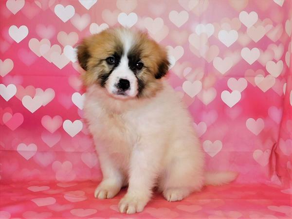 Great Pyrenees-Anatolian-DOG-Female-White-6682-Petland Robinson, PA