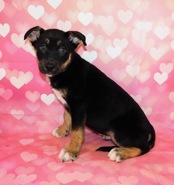 Hybrid-DOG-Male-Black Tan / White-6683-Petland Robinson, PA