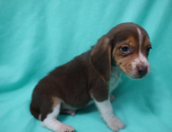 Beagle DOG Male Chocolate White Tan 6684 Petland Robinson, PA