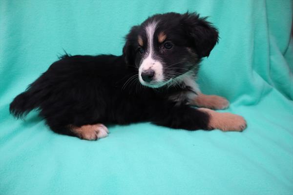 Miniature Australian Shepherd-DOG-Male-Black White / Tan-6685-Petland Robinson, Pittsburgh, PA