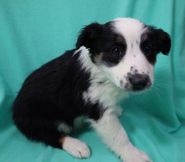 Miniature Australian Shepherd DOG Female Black White / Tan 6686 Petland Robinson, PA