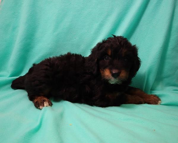 Aussiedoodle DOG Female Black White / Tan 6687 Petland Robinson, PA