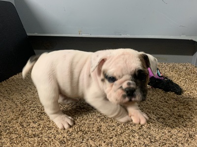 Hybrid-DOG-Female-White / Brindle-6688-Petland Robinson, Pittsburgh, PA