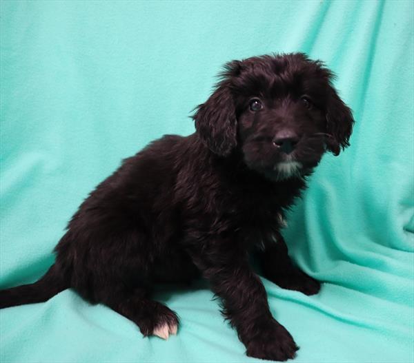 Aussiedoodle DOG Male Black 6692 Petland Robinson, PA