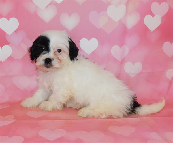 ShizaPoo DOG Male Black / White 6693 Petland Robinson, PA