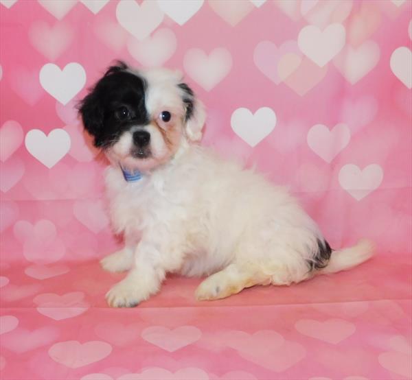 ShizaPoo-DOG-Female-Black / White-6694-Petland Robinson, PA