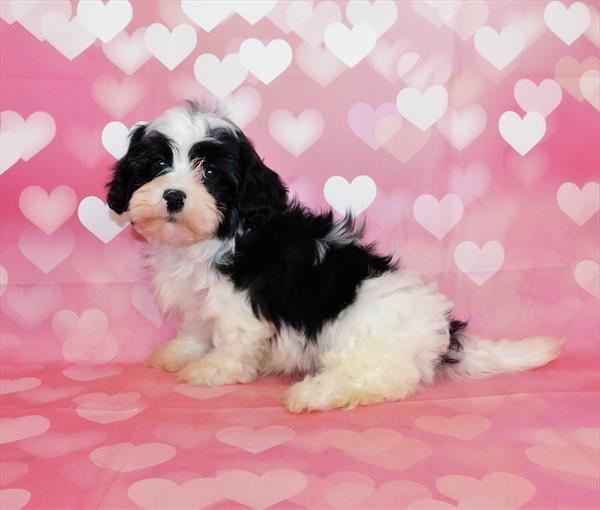 Teddy Bear-DOG-Male-Black / White-6695-Petland Robinson, Pittsburgh, PA