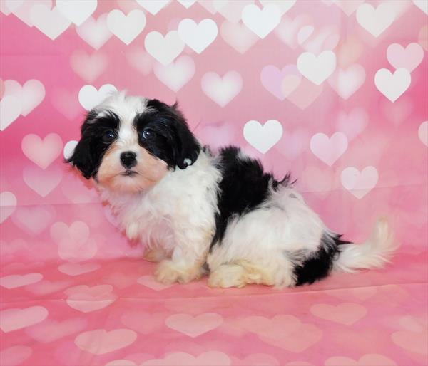 Teddy Bear-DOG-Male-Black / White-6696-Petland Robinson, Pittsburgh, PA