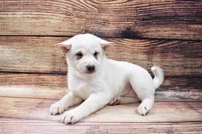 Shiba Inu DOG Male Cream 6697 Petland Robinson, PA