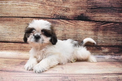 Shih Tzu-DOG-Male-Gold and White-6698-Petland Robinson, Pittsburgh, PA