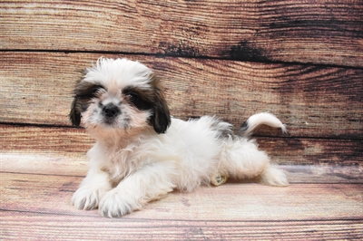 Shih Tzu DOG Male Gold and White 6698 Petland Robinson, PA