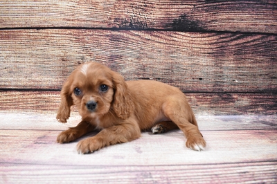 Cavalier King Charles Spaniel-DOG-Female-Ruby-6699-Petland Robinson, PA