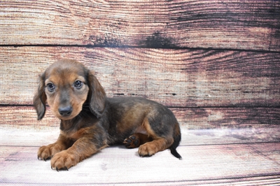 Dachshund-DOG-Female-Red-6700-Petland Robinson, Pittsburgh, PA