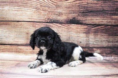 Cockalier-DOG-Male-Black and White-6701-Petland Robinson, Pittsburgh, PA