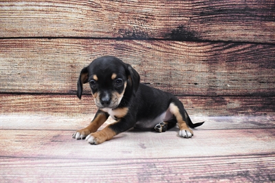 Cavachi DOG Male Black and Brown 6702 Petland Robinson, PA