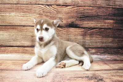 Alusky DOG Female Red and White 6703 Petland Robinson, PA