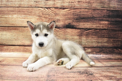 Alusky DOG Female Grey and White 6704 Petland Robinson, PA