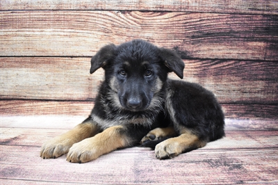 German Shepherd DOG Female Black and Tan 6705 Petland Robinson, PA