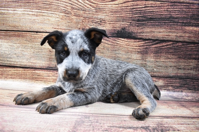 Australian Cattle Dog DOG Male Blue Mottled 6706 Petland Robinson, PA