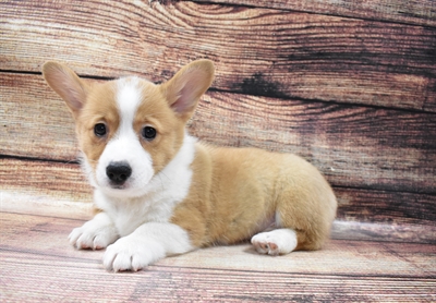 Pembroke Welsh Corgi DOG Female Red 6707 Petland Robinson, PA