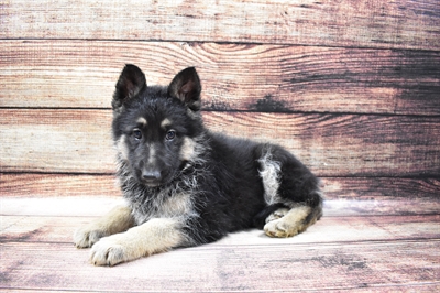 German Shepherd DOG Female Black and Tan 6708 Petland Robinson, PA