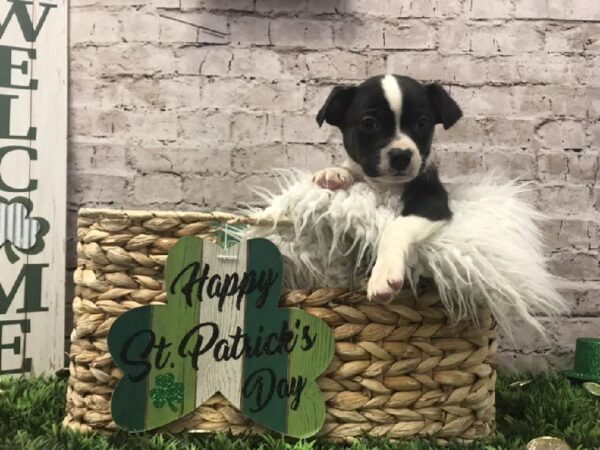 Boggle-DOG-Male-Black / White-6732-Petland Robinson, Pittsburgh, PA