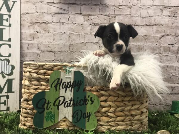 Boggle-DOG-Male-Black / White-6732-Petland Robinson, PA