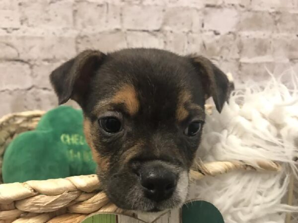 Boggle DOG Female Black White / Tan 6733 Petland Robinson, PA