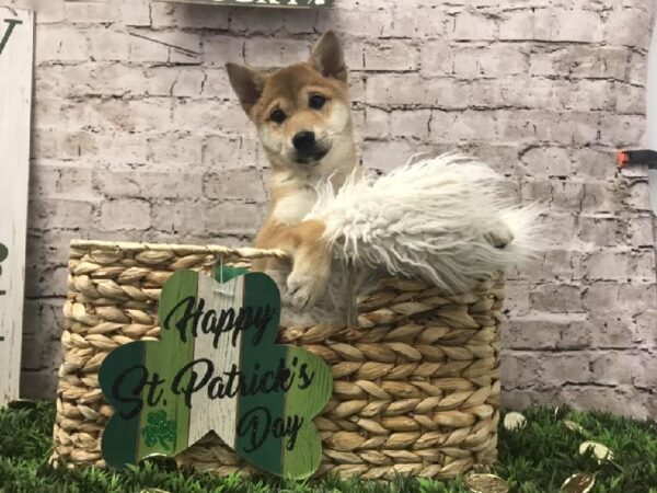 Shiba Inu-DOG-Female-Red-6715-Petland Robinson, Pittsburgh, PA