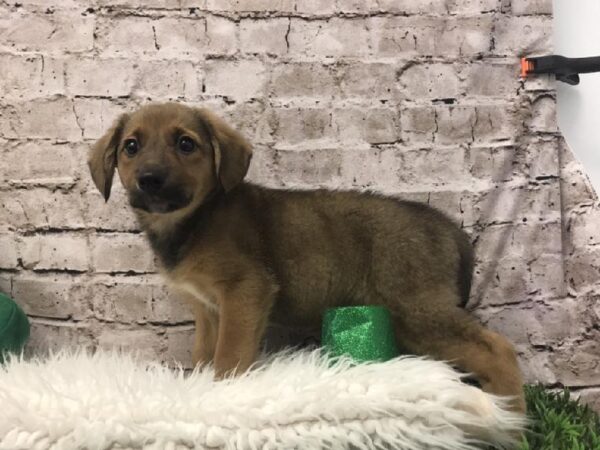 Heeler/Lab-Aussie-DOG-Female-Red Sable-6730-Petland Robinson, Pittsburgh, PA