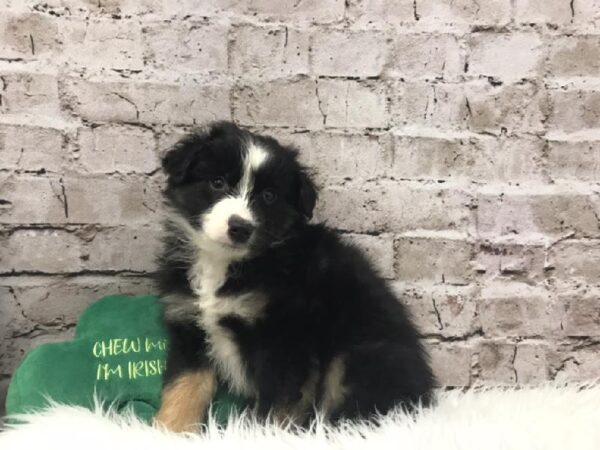 Miniature Australian Shepherd DOG Male Black White / Tan 6728 Petland Robinson, PA