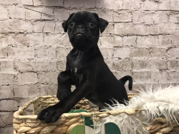 Pug DOG Male Black 6731 Petland Robinson, PA