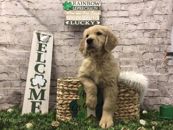 Golden Retriever DOG Male Light Golden 6729 Petland Robinson, PA