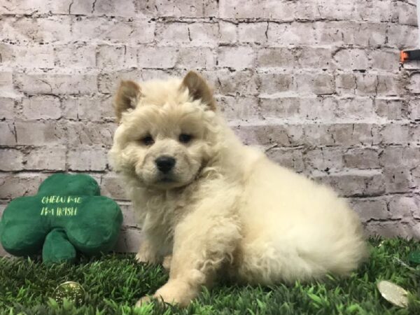 Chow Chow-DOG-Male-Cream-6736-Petland Robinson, Pittsburgh, PA