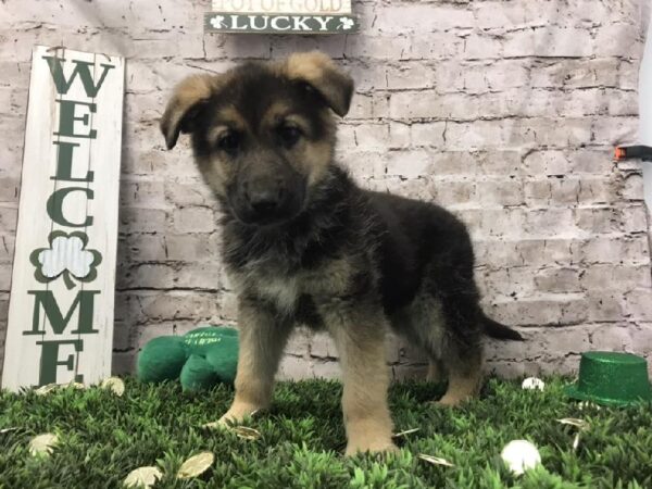 German Shepherd DOG Female Black and Tan 6717 Petland Robinson, PA