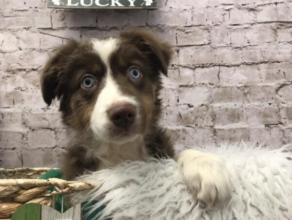 Australian Shepherd-DOG-Male-Red-6716-Petland Robinson, Pittsburgh, PA