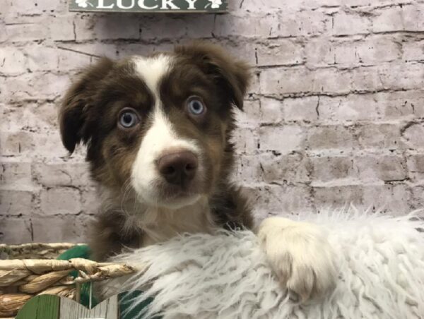 Australian Shepherd DOG Male Red 6716 Petland Robinson, PA