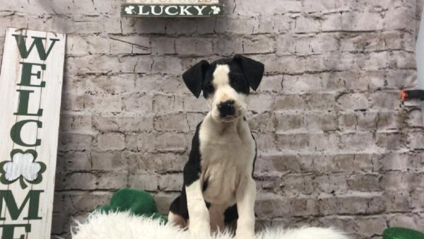 Great Dane-DOG-Female-Black / White-6727-Petland Robinson, Pittsburgh, PA