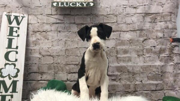 Great Dane DOG Female Black / White 6727 Petland Robinson, PA