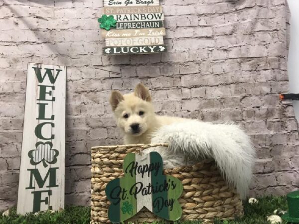 Chowsky-DOG-Male-Cream-6735-Petland Robinson, PA