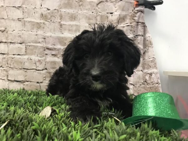 Aussiedoodle DOG Female Black 6725 Petland Robinson, PA