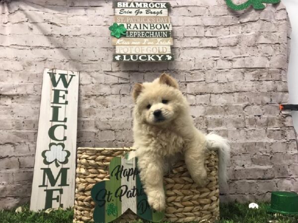 Chow Chow-DOG-Female-Cream-6737-Petland Robinson, Pittsburgh, PA