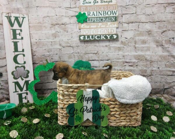 Chihuahua-DOG-Male-Fawn Brindle-6748-Petland Robinson, Pittsburgh, PA