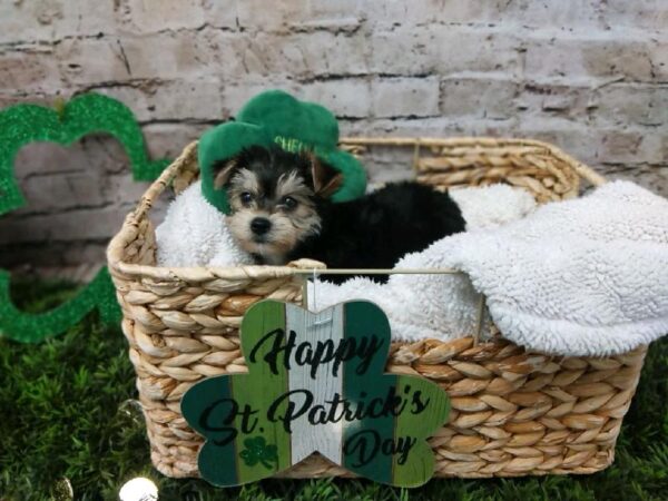 Yorkie-DOG-Male-Black / Tan-6747-Petland Robinson, Pittsburgh, PA