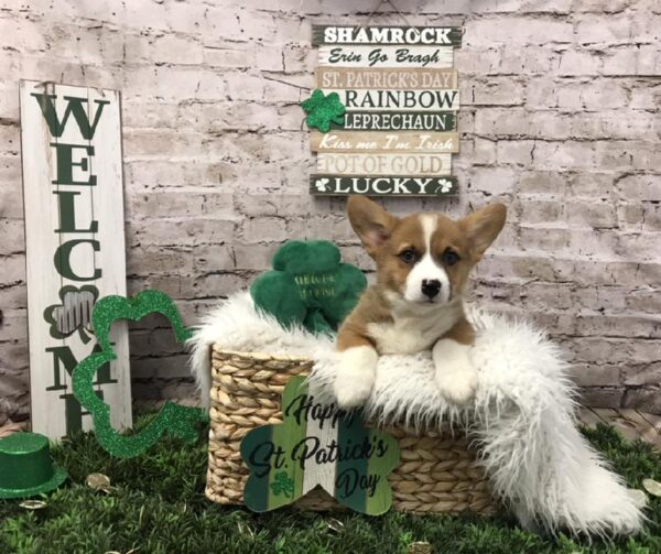 Pembroke Welsh Corgi DOG Male Red / White 6750 Petland Robinson, PA