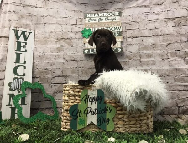 Labrador Retriever-DOG-Female-Chocolate-6752-Petland Robinson, PA